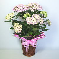 �A�W�T�C������ӂ���o�X�P�b�g
���ڍׁE���w���͍������N���b�N��