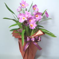 �~���g�j�A����u���[�t�����h�
���ڍׁE���w���͍������N���b�N��