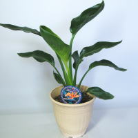 �X�g�����`�A����M�l���
���ڍׁE���w���͍������N���b�N��