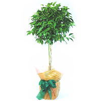 �t�B�J�X�x���W���~�� ���b�`[L]
���ڍׁE���w���͍������N���b�N��