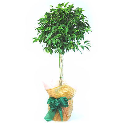 ��t�B�J�X�x���W���~�� ���b�`[L]��̃C���[�W�ł��B
�N���b�N�Ŋg�債�܂��B