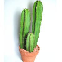 ���T�{�e��3�{�� �f�Ă���
���ڍׁE���w���͍������N���b�N��