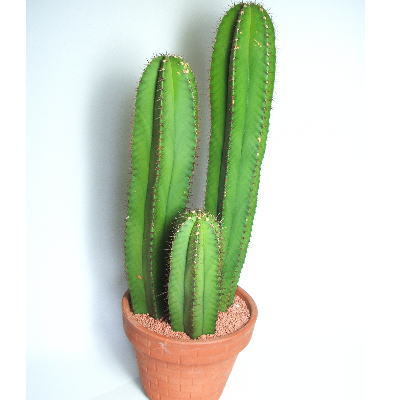 ����T�{�e��3�{�� �f�Ă�����̃C���[�W�ł��B
�N���b�N�Ŋg�債�܂��B