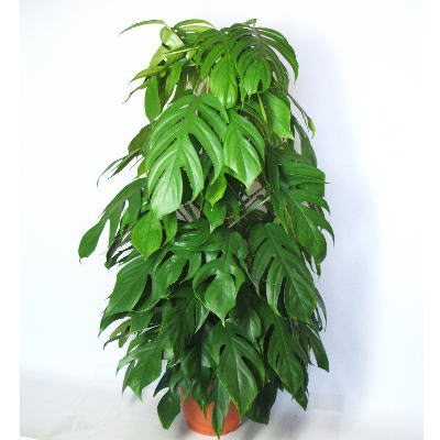 ��}���O�[�J�Y��[L]��̃C���[�W�ł��B
�N���b�N�Ŋg�債�܂��B