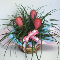 �`�����W�A �o�X�P�b�g��
���ڍׁE���w���͍������N���b�N��