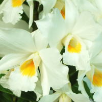 ��t�H�[�~�[�f�B�u��[M]��̏ڍ׃C���[�W�ł��B