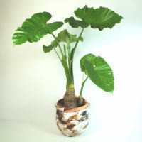 �N���Y�C�����픫�t��
���ڍׁE���w���͍������N���b�N��