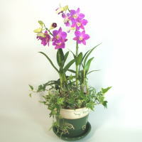 �f���t�@���A�C�r�[�񂹐A��
���ڍׁE���w���͍������N���b�N��