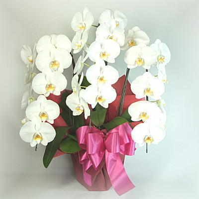 ��Ӓ���3�{��[L]��̃C���[�W�ł��B
�N���b�N�Ŋg�債�܂��B