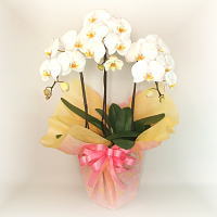 �Ӓ���3�{��[M]
���ڍׁE���w���͍������N���b�N��