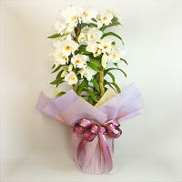 �t�H�[�~�[�f�B�u��[L]
���ڍׁE���w���͍������N���b�N��