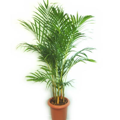 ��A���J���V[L]��̃C���[�W�ł��B
�N���b�N�Ŋg�債�܂��B