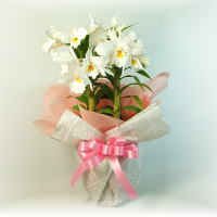 �t�H�[�~�[�f�B�u��[M]
���ڍׁE���w���͍������N���b�N��