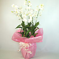 �f���t�@���z���C�g5�{��
���ڍׁE���w���͍������N���b�N��