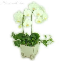 �~�f�B�[�Ӓ���2�{��
���ڍׁE���w���͍������N���b�N��