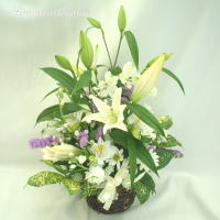 �S���̂���₩�ȃA�����W
���ڍׁE���w���͍������N���b�N��